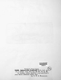 Mycosphaerella asplenii image